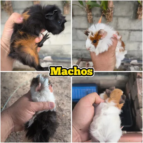 Porquinhos da índia