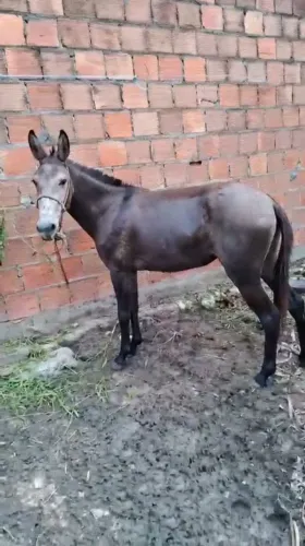 Burra mansa para criança e mulher andar
