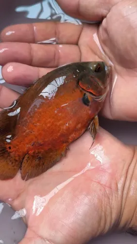 Lote de peixe oscar Red Ruby 8 cm 11 unidades 