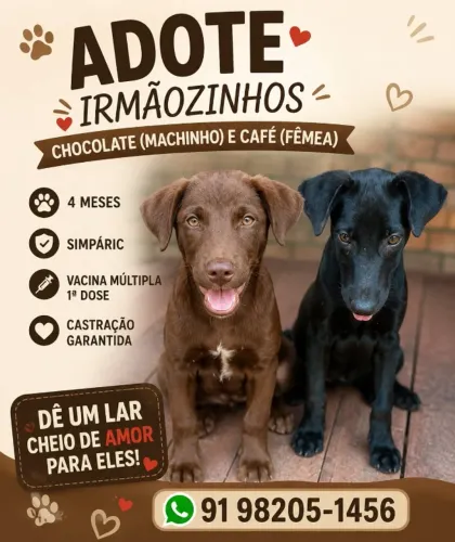 Adoção responsável