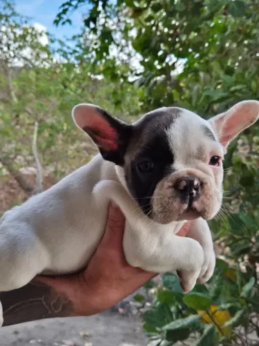 Filhotes buldogue francês 