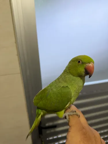 Vendo viveiro e poleiro aberto completo