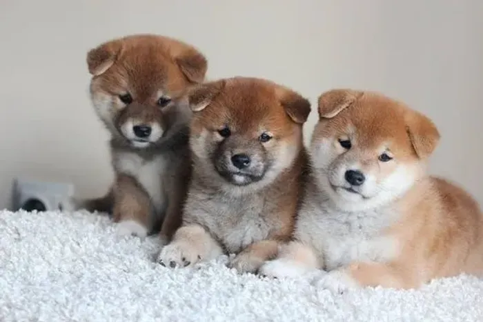 Shiba Inu Machos e Femeas 