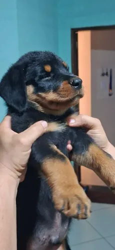 Filhotes de Rottwalier