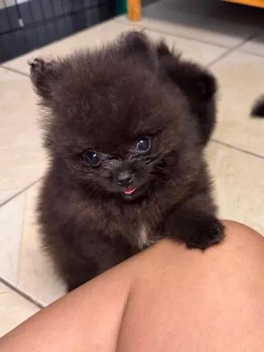 Lulu