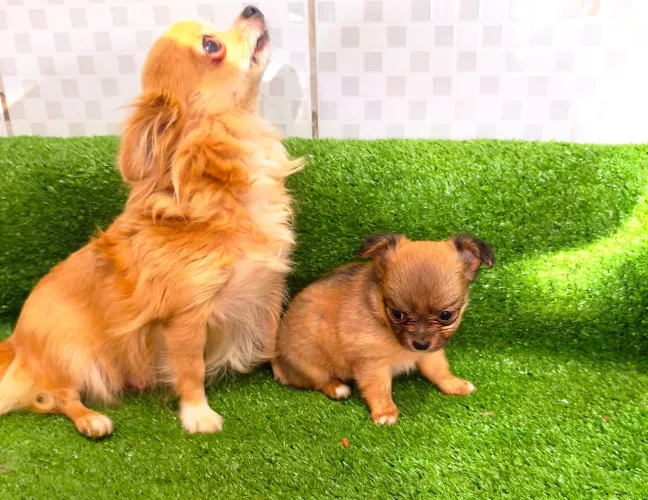 Linda chihuahua pelo longo fêmea pedigree CBKC