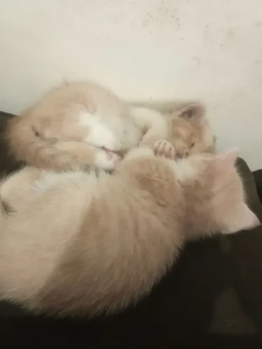 Vendo filhotes de gato persa com angora 