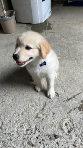 Vendo filhote de Golden 