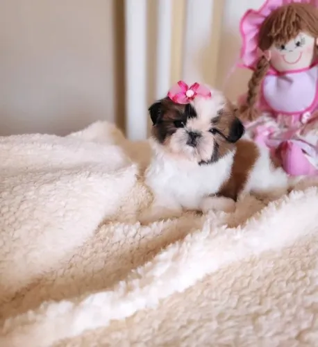 Shih Tzu fêmea Minie filhote