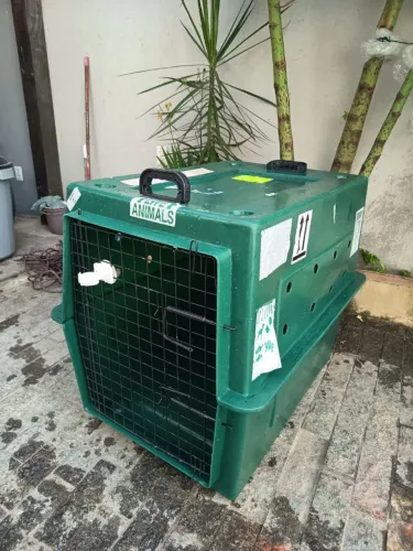 Casa transporte cães avião 