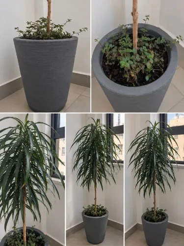 Planta chique / dracena fita 1,62 de altura completa