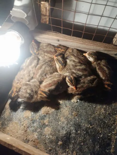 Ovos de galinha D'Angola!!!