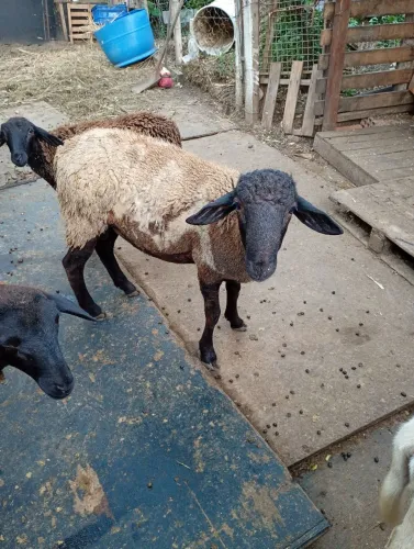 Carneiro macho vendo ou troco por fêmea 