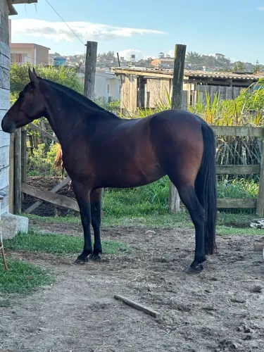 Égua mangalarga marchador