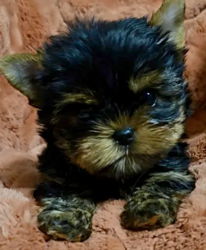 Yorkshire terrier tamanho mini paixão em ser seu amigo fiel
