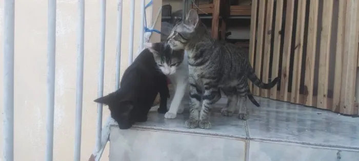 Filhotes de gato para adoção