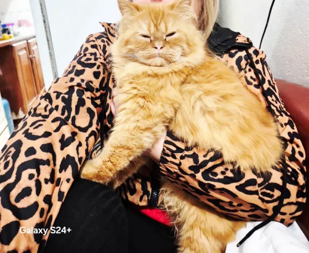 Alguém Tem Gato Persa Macho Para Cruza???