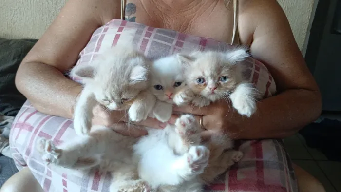 Gato persa  filhote