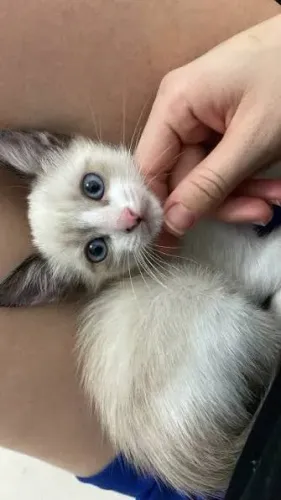 Filhote de gato siames - ADOÇÃO
