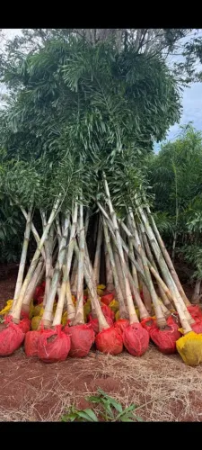Mudas da palmeira rabo de raposa em Goiânia Goiás