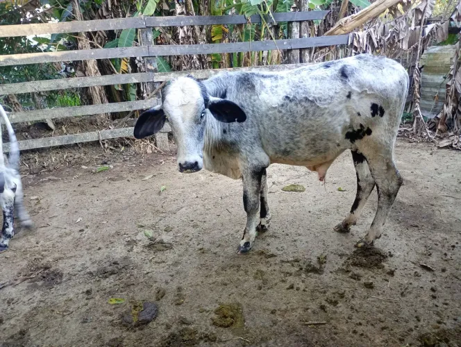Vende -se dois bezerro 