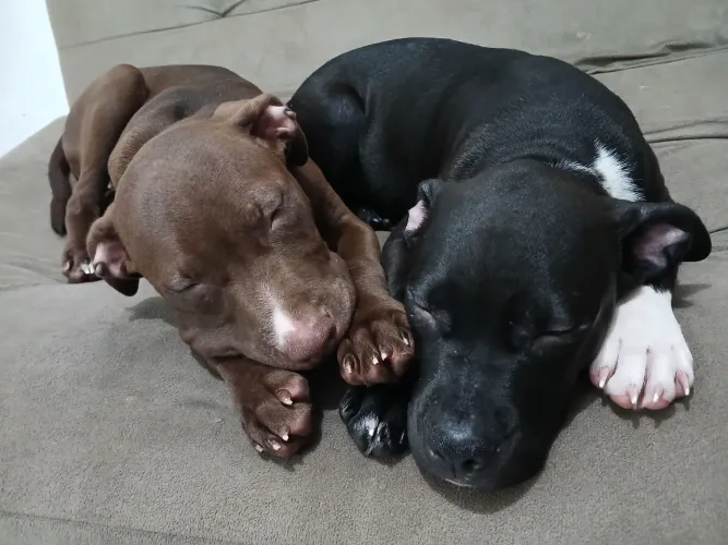 Pitbull filhotes fêmea e macho