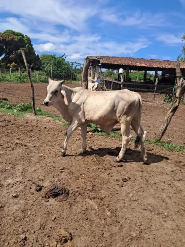 Garrote Guzera