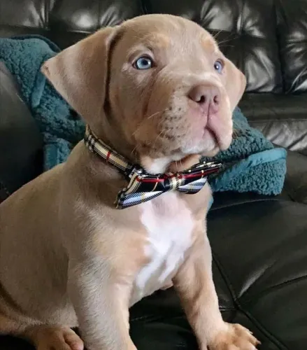 Temos Filhote de Pitbull