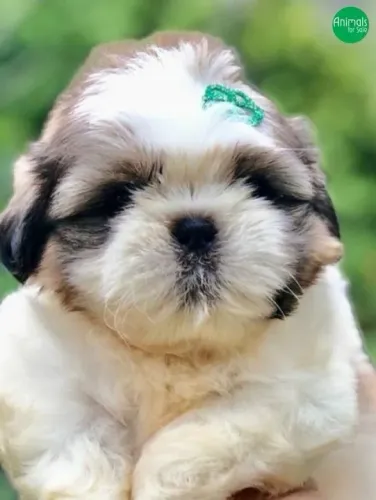 Filhote Shih Tzu - vão te fazer rir até doer a barriga