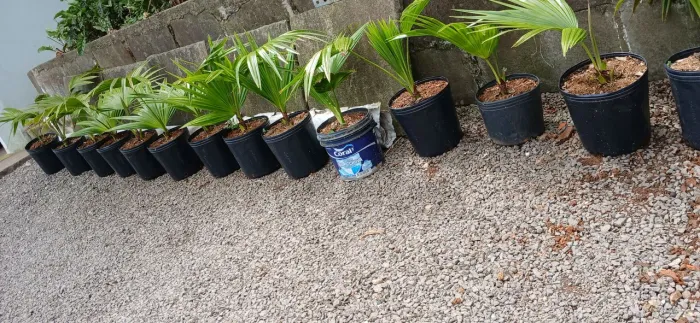 Mudas- Palmeiras WASHINGTONIA