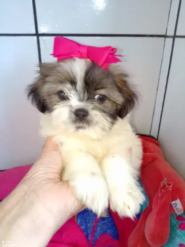 Filhote shih tzu, Quem precisa de um despertador quando se tem um filhote animado?