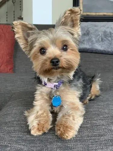 Macho Yorkshire de qualidade Disponível