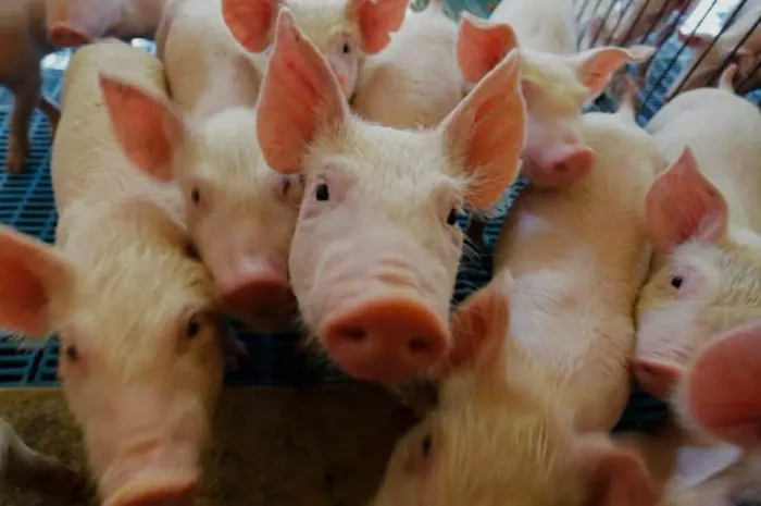 ?Leitão para ceia de Natal ?