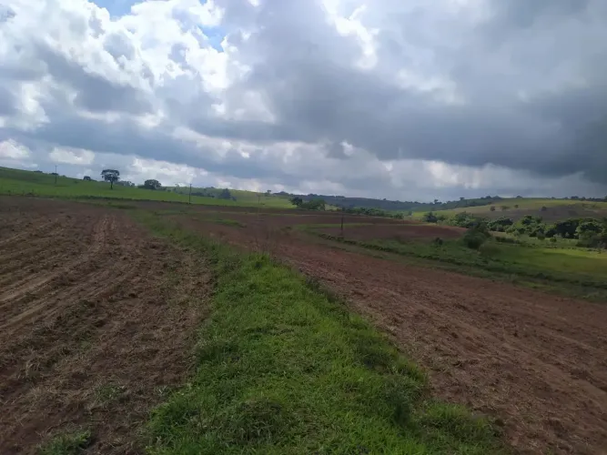 Fazenda ,gado,plantio otimo investimeno..