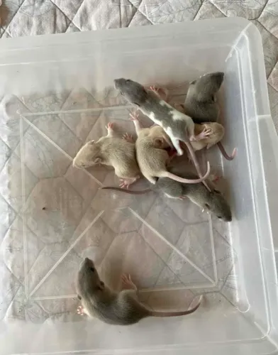 Filhotes de Rato Twister / Mercol 