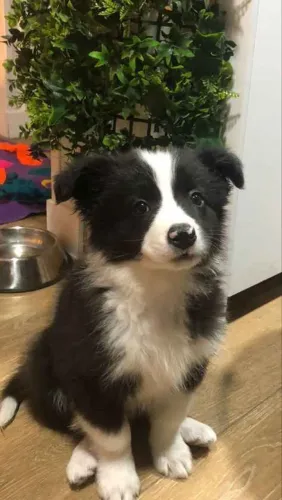 Filhote border collie, O amigo mais fiel que você pode ter está aqui!