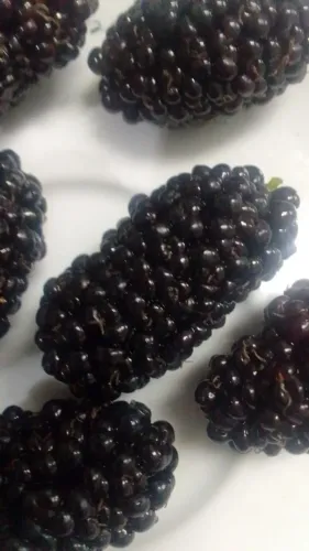 Amoras Graúdas Ótimas para Fazer Geleias 100% Orgânicas