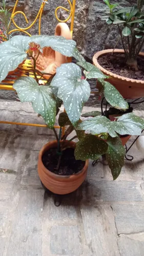 Plantas ornamentais
