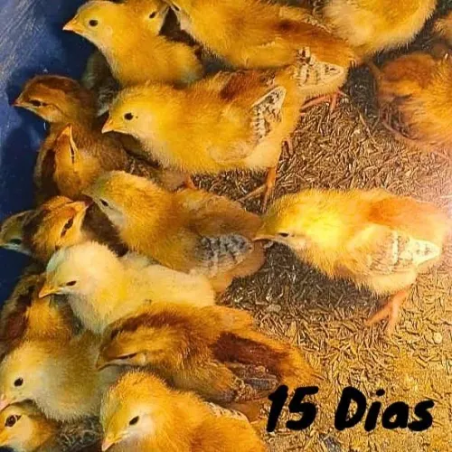 LOTE COM 20 PINTINHOS DE EMBRAPA 051