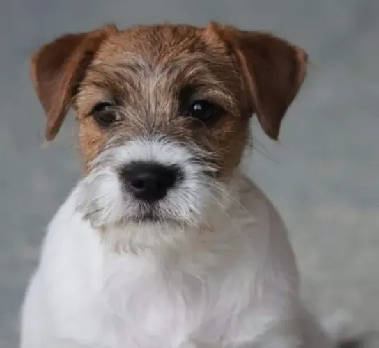 Jack Russell Terrier de Pelagem Áspera - Rústico, Esperto e Extremamente Carinhoso!
