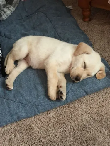 Filhote Labrador todo barrigudinho 