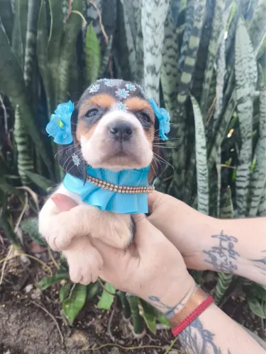 Últimos bebês de beagle