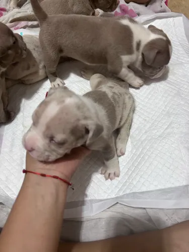 Filhotes de American Bully disponíveis 