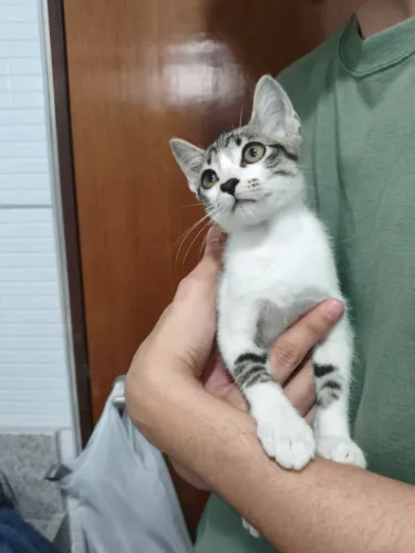 Lindo gatinho para adoção.