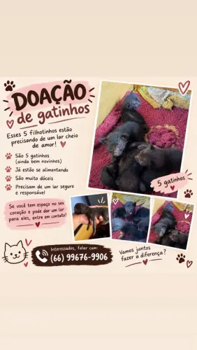 Doação de Gatinhos