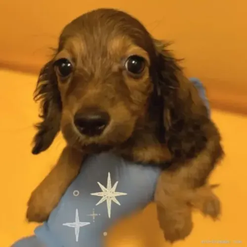 Cachorro filhote bem dócil: Teckel/Dachshund/Salsicha/Salsichinha/Basset/Cofap