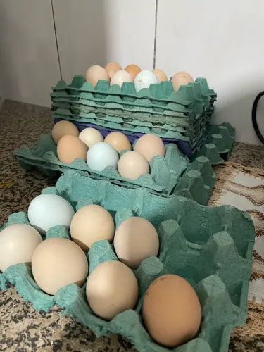 Ovos caipiras pra chocar