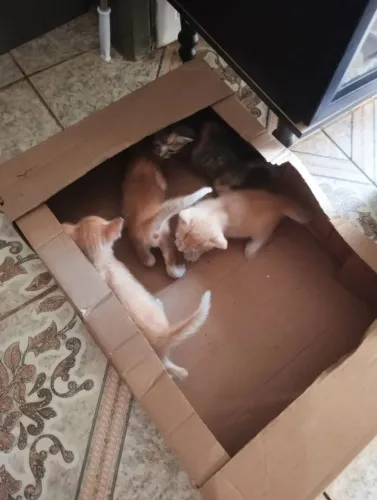 Gatos