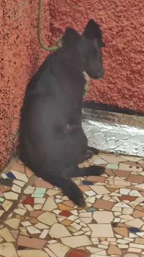 Animais