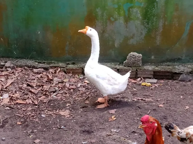 Vendo casal de Ganso Sinaleiro